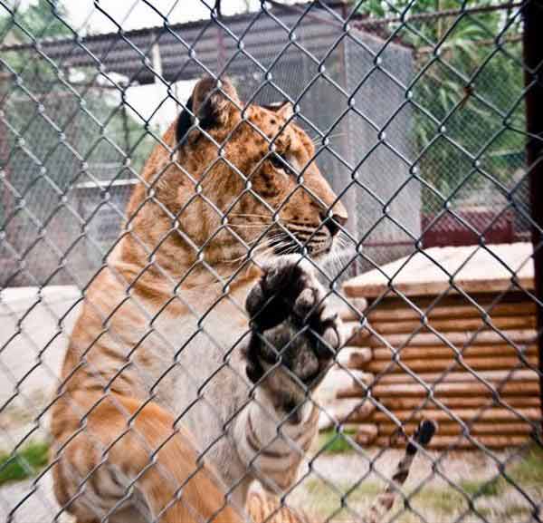 Liger Cubs Deaths are dependent on their mothers. 