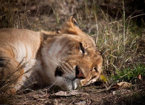 Liger Cub lying on a barren grass. 