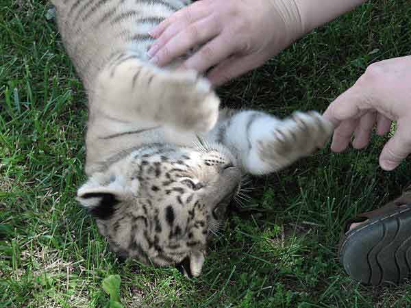 Liger Oden is a Playful Liger Cub. 