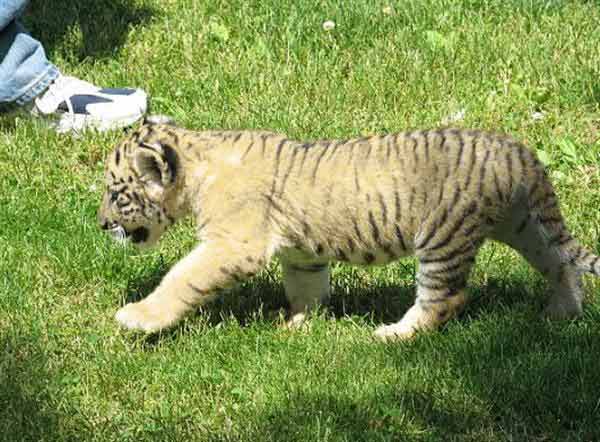 Liger Cub Oden Walking at Myrtle Beach Safari, Miami United States.