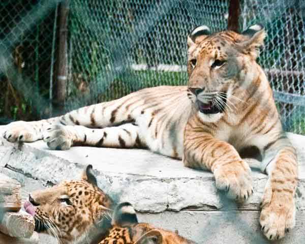 Liger Cubs Weight Measurement for their Growth.