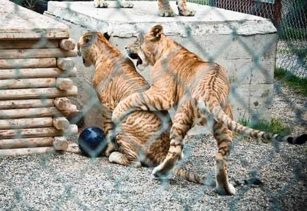 Liger Cubs and Mortality in United States and in China.