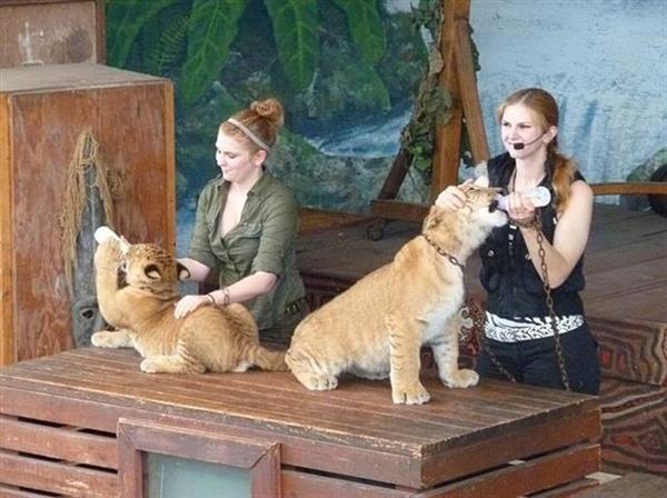 Liger Cubs Feeding on Milk in United States. 