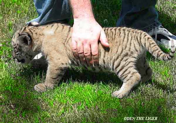 Liger Cub Oden Playing with the Kids at Miami Florida.