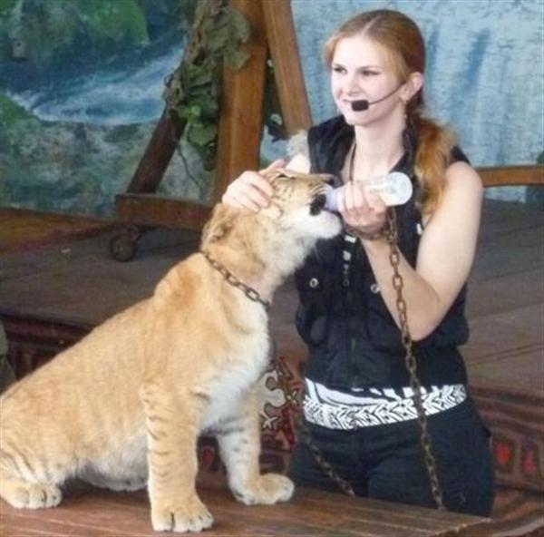 Liger Cub taking milk from its master