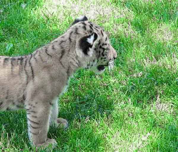 Liger Oden is fully Focused and Curious looking at the Animal Sanctuary.