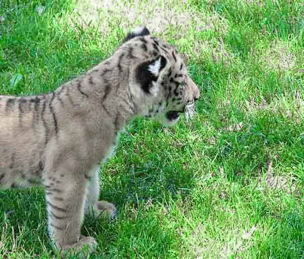 Liger Oden is fully Focused and Curious looking at the Animal Sanctuary.