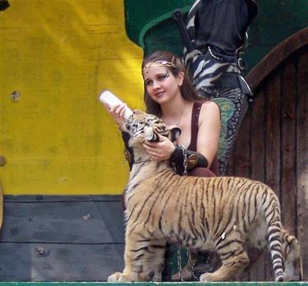 Tiger Cub 120 Days Old Weighs 30 to 40 pounds. 