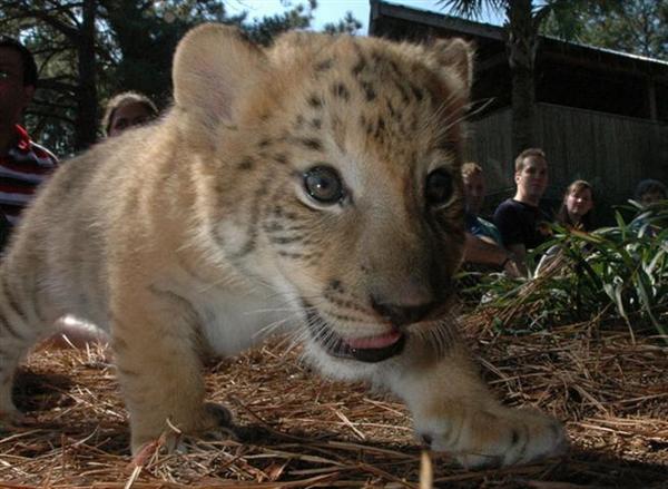 Liger Cubs Death at Birth. 