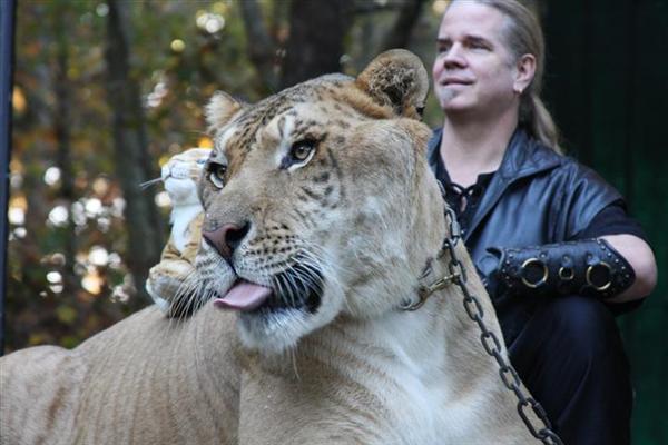 Liger haben einen großen Schwerpunkt auf die Zuschauer.