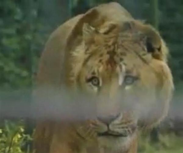 Ligers at Gromitz Zoo in Germany. 