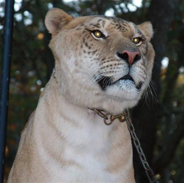 Das Gesicht des Liger hat Flecken.