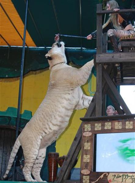 Liger Hohe 13 Fuß