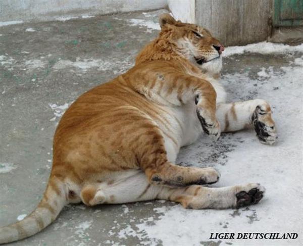 Ein Liger in Spiellaune