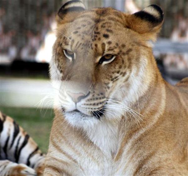 Liger Genetic Diseases. Ligers are Vulnerable to Genetic Diseases.