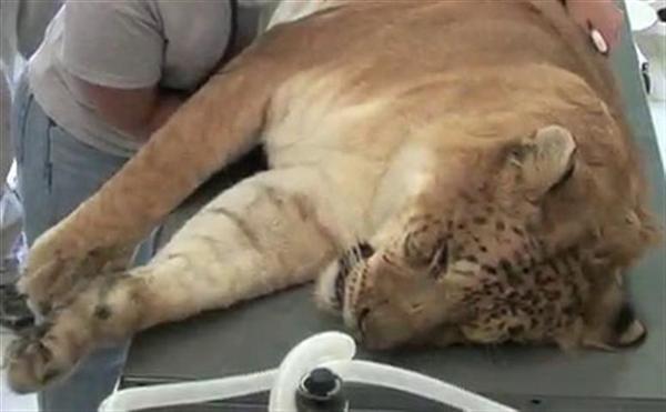 A liger having tooth decay.