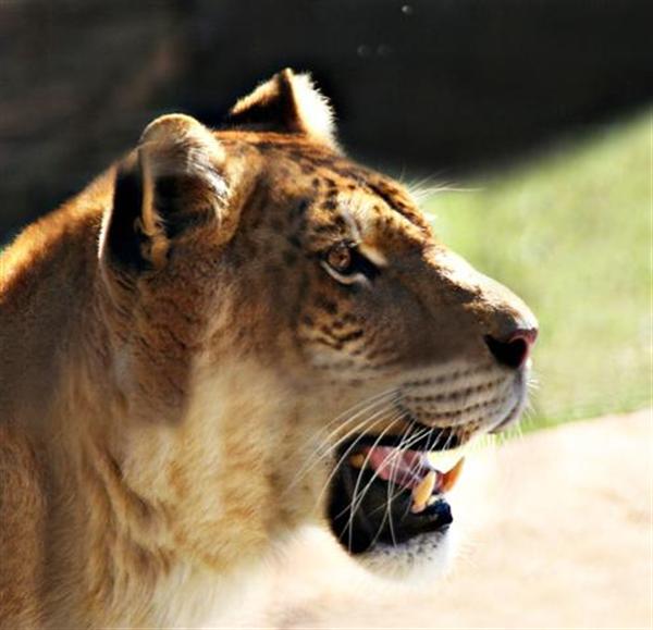 Ligers are Deaf. But this is just a speculation about ligers. Not all the ligers are deaf.