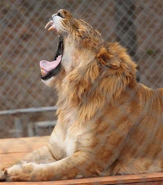A liger can eat 100 pounds in a single sitting.