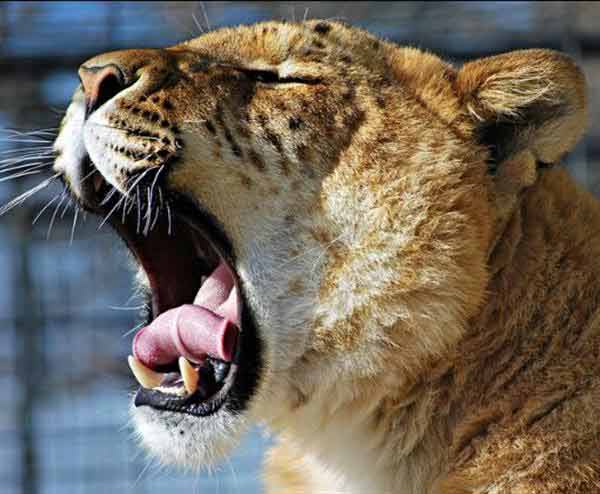 Female Ligers are bigger than African Lionesses. 