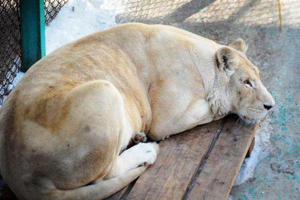 A Lioness is around 350 Pounds of Weight. Female Liger weighs more than 400 Pounds.