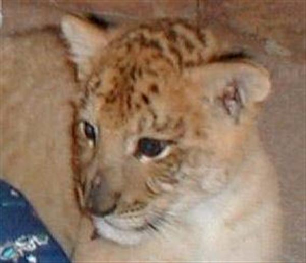 French Ligers of 1980s. 