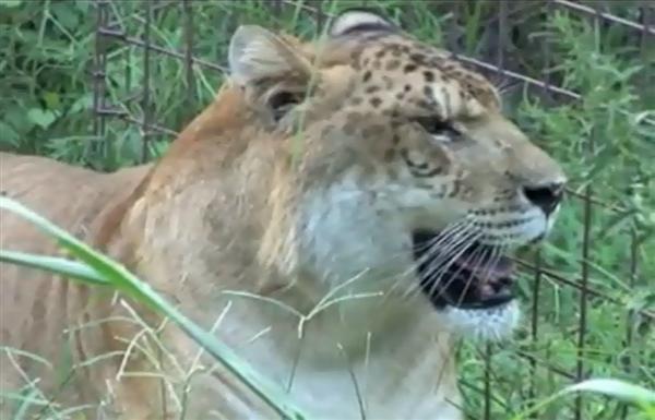 Liger Freckles Weigh 500 Pounds. 