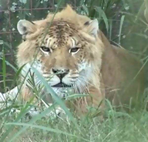 Liger Freckles at Big Cat Rescue in United States. 