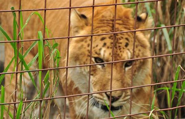 Liger Freckles lost all of its Teeth. Tooth Decay and Freckles the liger.