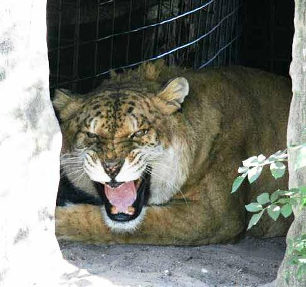 Liger Freckles Teeth (Tooth) Recovery after the Surgery.