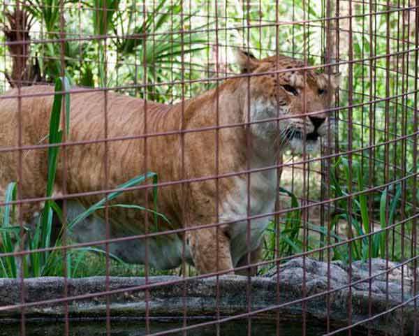 Liger Freckles suffers from Tooth Decaying Problem. 