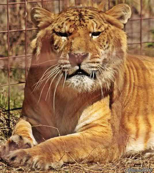 Liger Freckles at Big Cat Rescue Centre