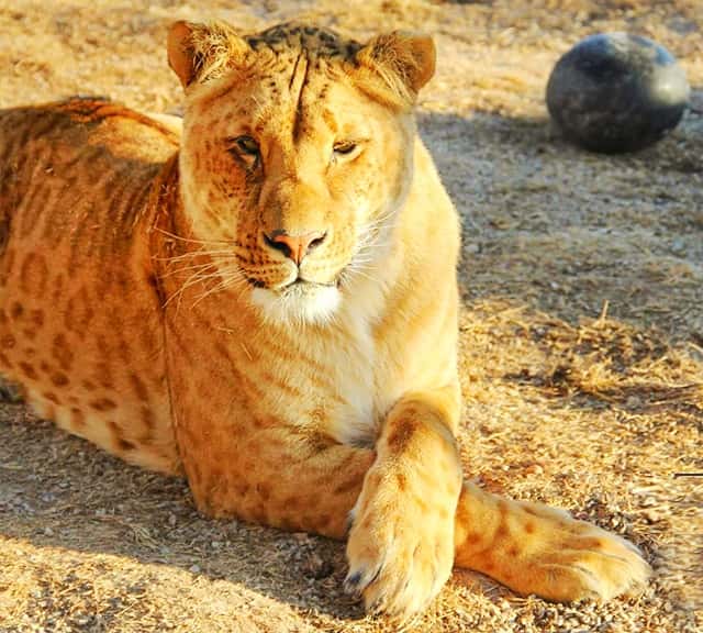 Li-Ligers are the second generation hybrid big cats.