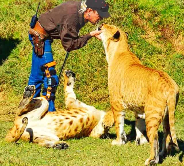 Female Li-Ligers produce Li3-Ligers.