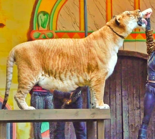 Ligers are the biggest cats weighing 900 pounds in weights.