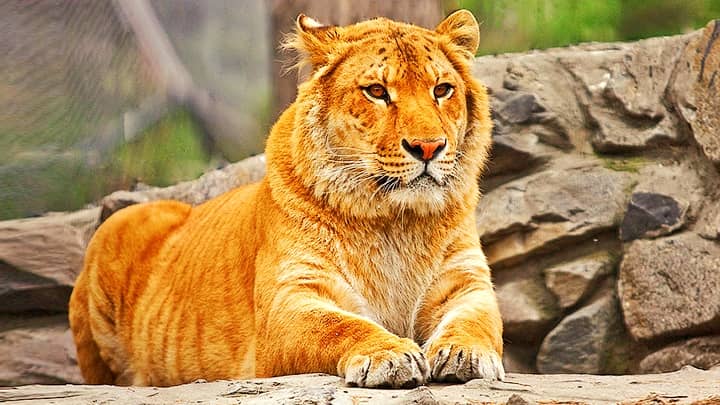Ligers are the first generation hybrid big cats that result from crossbreeding of lion and tigress.