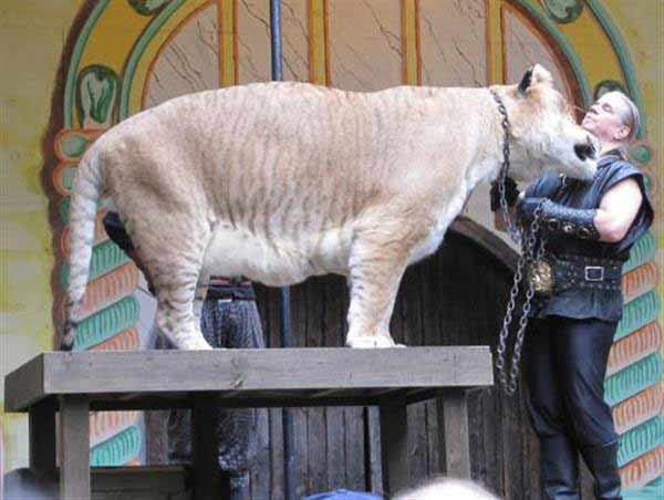 Ligers have Tiger Genes which makes them Less aggressive, more agile and highly socialize and cooperative with the trainers. 