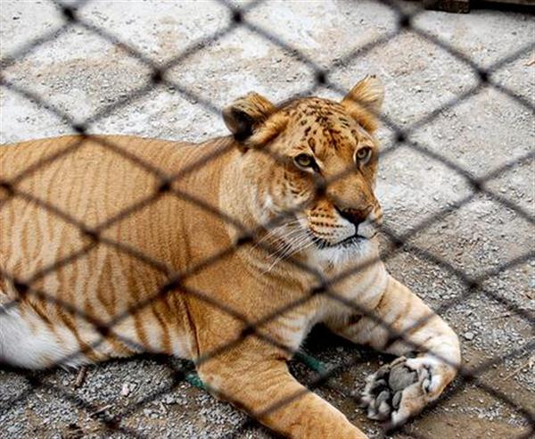 Liger Gobi Inside a Cage.