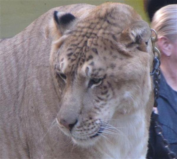 Ligers are Healthy.