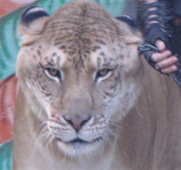 Ligers have a mild personality.