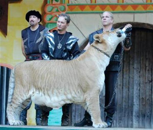 Liger Herculed Grew and Gained more than one pound per day.