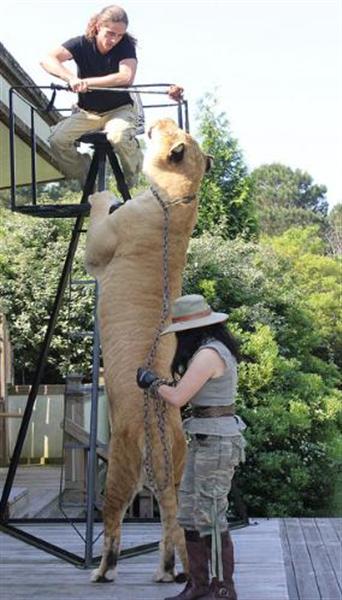  Hercuels the liger standing on his hind legs. He is 11.4 feet (almost 12 feet) tall while standing on his hind legs.