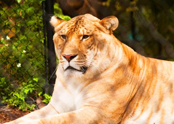 Picture of Hercules the Liger from his enclosure.