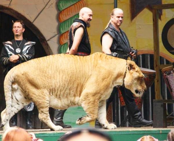 Picture of Hercules the Liger from King Richard's Faire