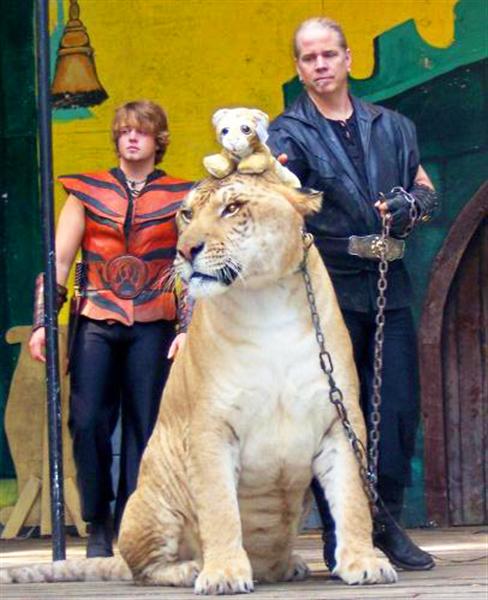 Hercules the Liger with a stuffed toy.
