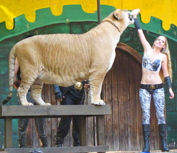 Hercules the liger with Moksha Bybee at King Richard's Faire.