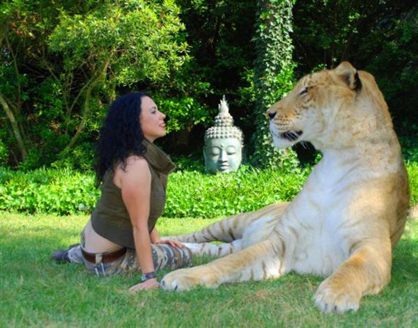 Hercules the liger with Rajani Ferrante. Rajani Ferrante has raised Hercules the liger since he was a small cub.