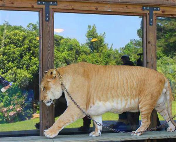 Hercules the Liger walking at Myrtle Beach Safari, South Carolina, USA.