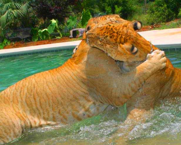 Liger Hercules playing with its brother and siblings at Myrtle Beach Safari South Carolina.