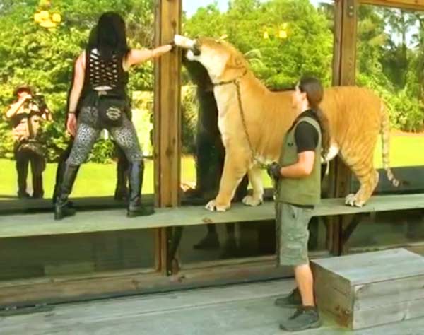 Hercules the liger at Myrtle Beach Safari, South Carolina, USA.