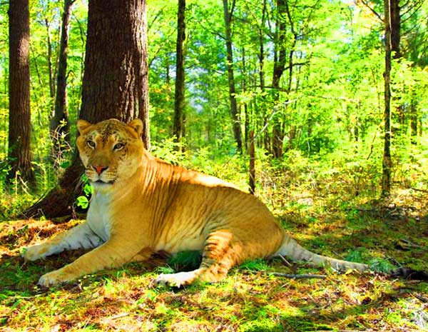 Liger Hercules Weighs 922 pounds. 